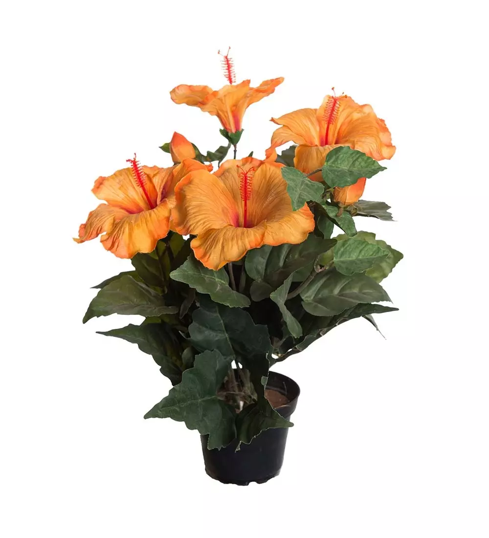 Hibiscus Orange, 7330026096606, 2655-35-1, Interiør, Blomster og Planter, Mr Plant, Hibiscus