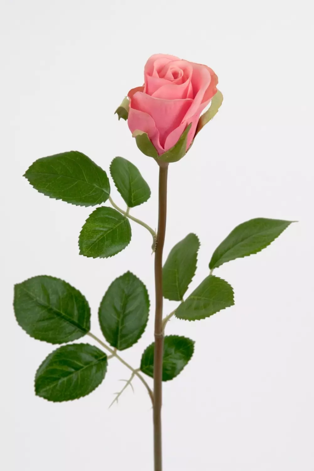 Rose Rosa H50, 7330026097986, 2889-20, Interiør, Blomster og Planter, Mr Plant, Ros
