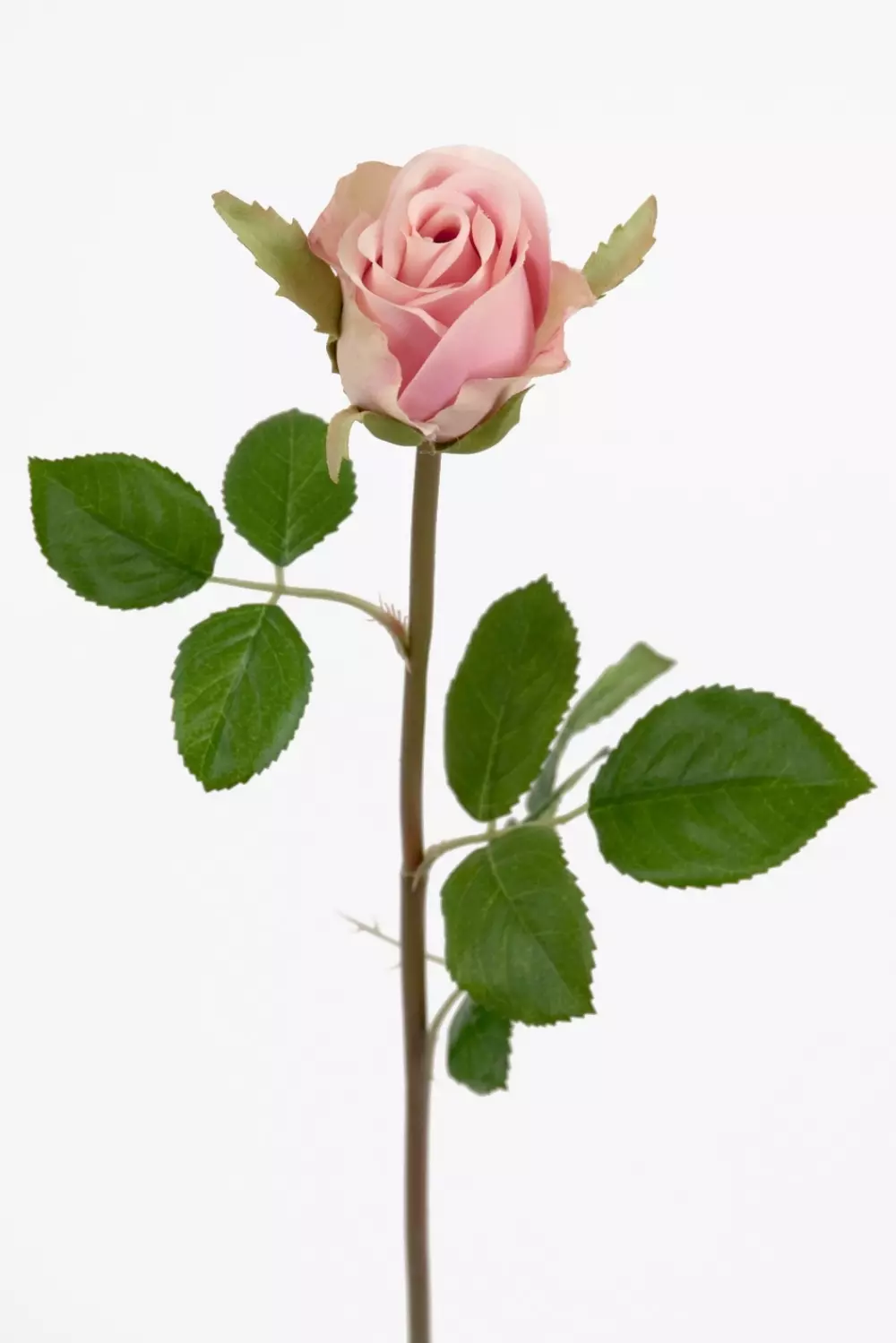 Rose Lys Rosa H50, 7330026098006, 2889-41, Interiør, Blomster og Planter, Mr Plant, Ros