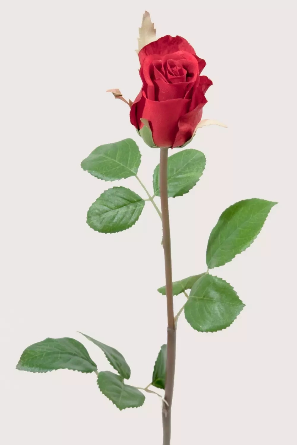 Rose Rød H50, 7330026098037, 2889-80, Interiør, Blomster og Planter, Mr Plant, Ros