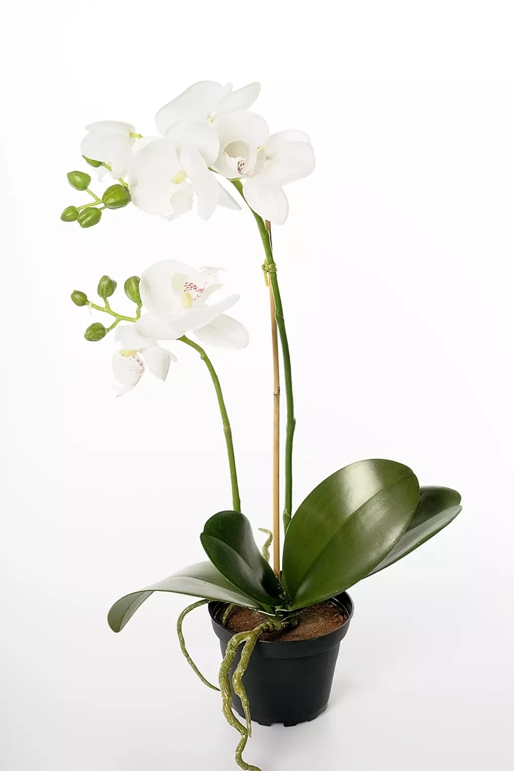 Orkidé Phalaenopsis Hvit H45, 7330026098471, 2911-10-1, Interiør, Blomster og Planter, Mr Plant, Phalaenopsis