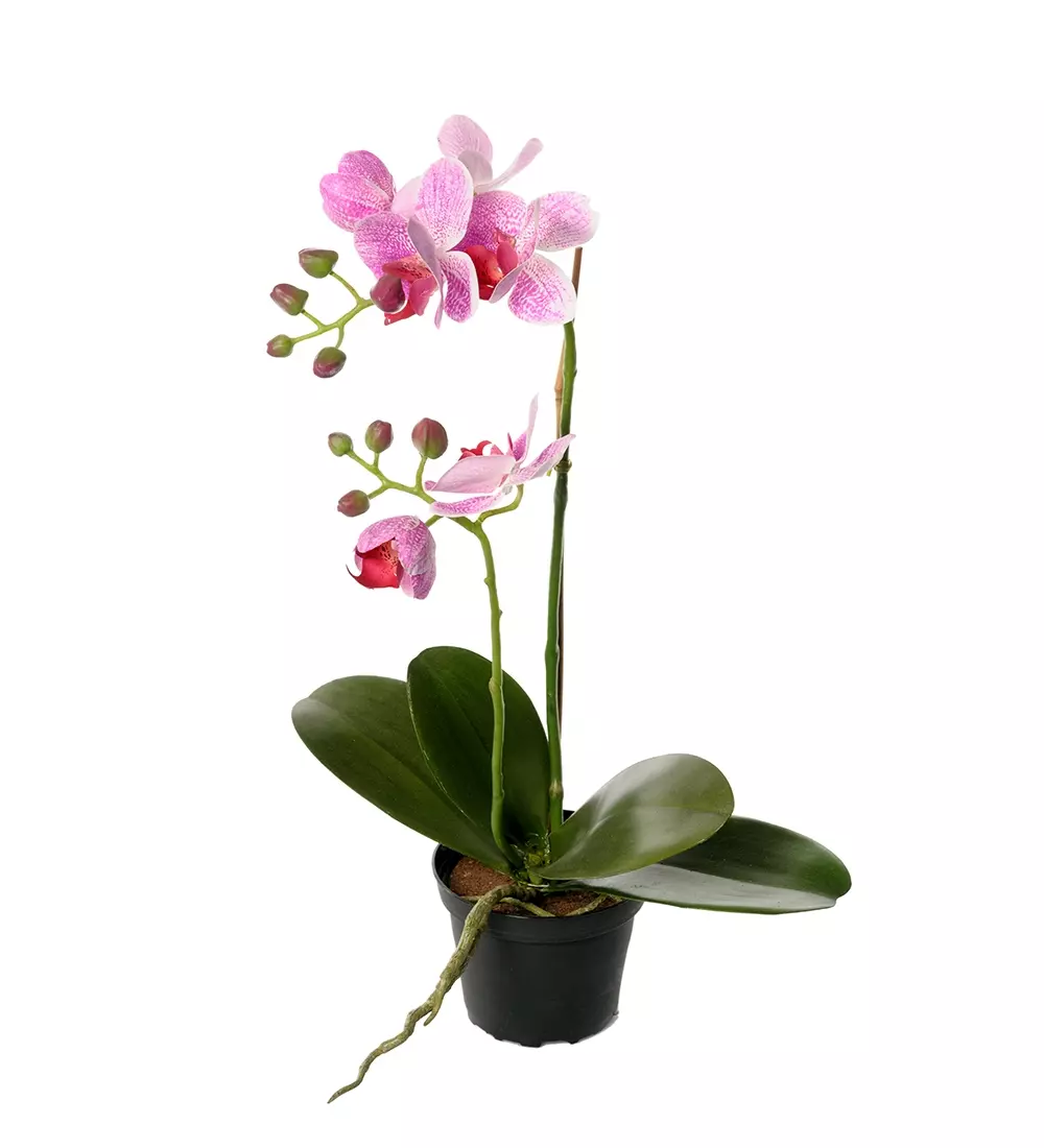 Orkidé Phalaenopsis H45 Rosa, 7330026098495, 2911-40-1, Interiør, Blomster og Planter, Mr Plant, Phalaenopsis