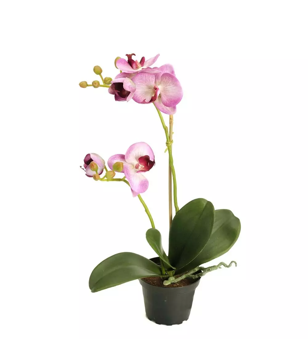 Orkide H45 Rosa, 7330026139488, 2911-45-1, Interiør, Blomster og Planter, Mr Plant