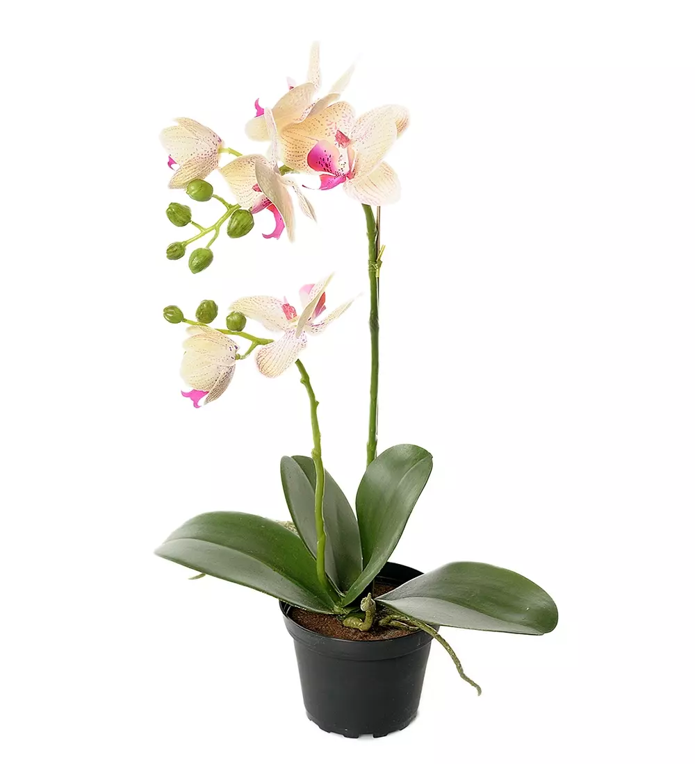 Orkidé Phalaenopsis H45, 7330026098518, 2911-51-1, Interiør, Blomster og Planter, Mr Plant, Phalaenopsis