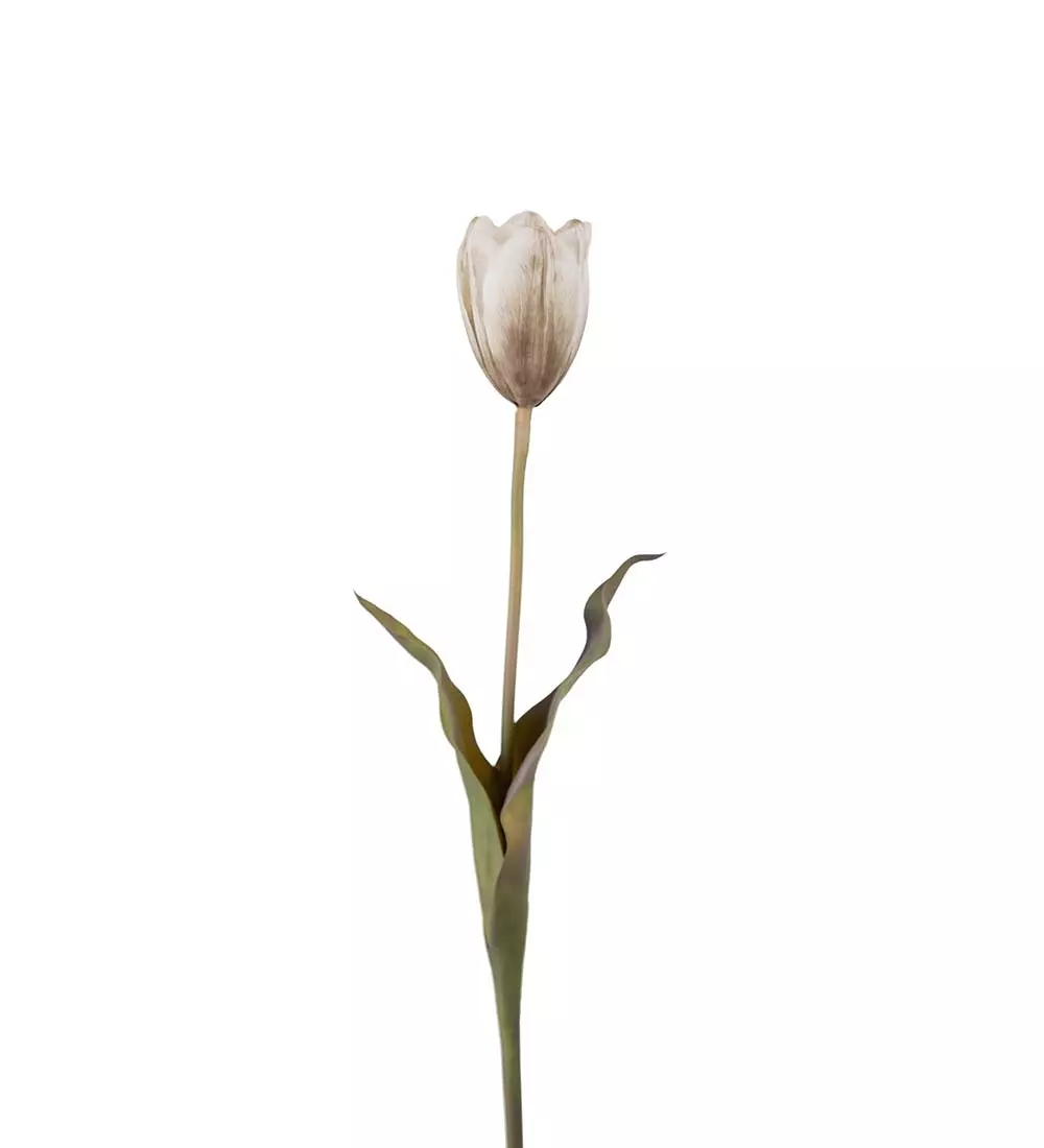 Tulipan Flerfarget