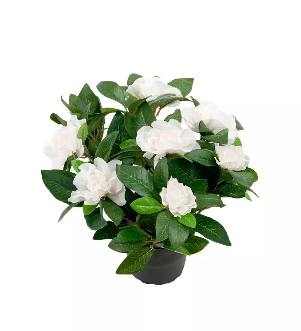 Gardenia Hvit, 7330026100693, 2972-10-1, Interiør, Blomster og Planter, Mr Plant