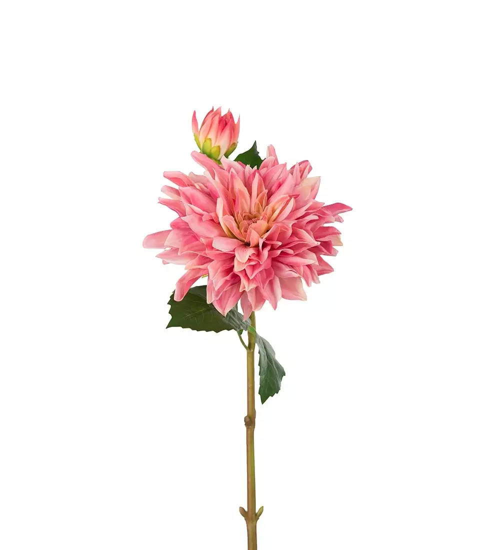 Dahlia H70 Rosa, 7330026171082, 3374-25, Interiør, Blomster og Planter, Mr Plant, Dahlia