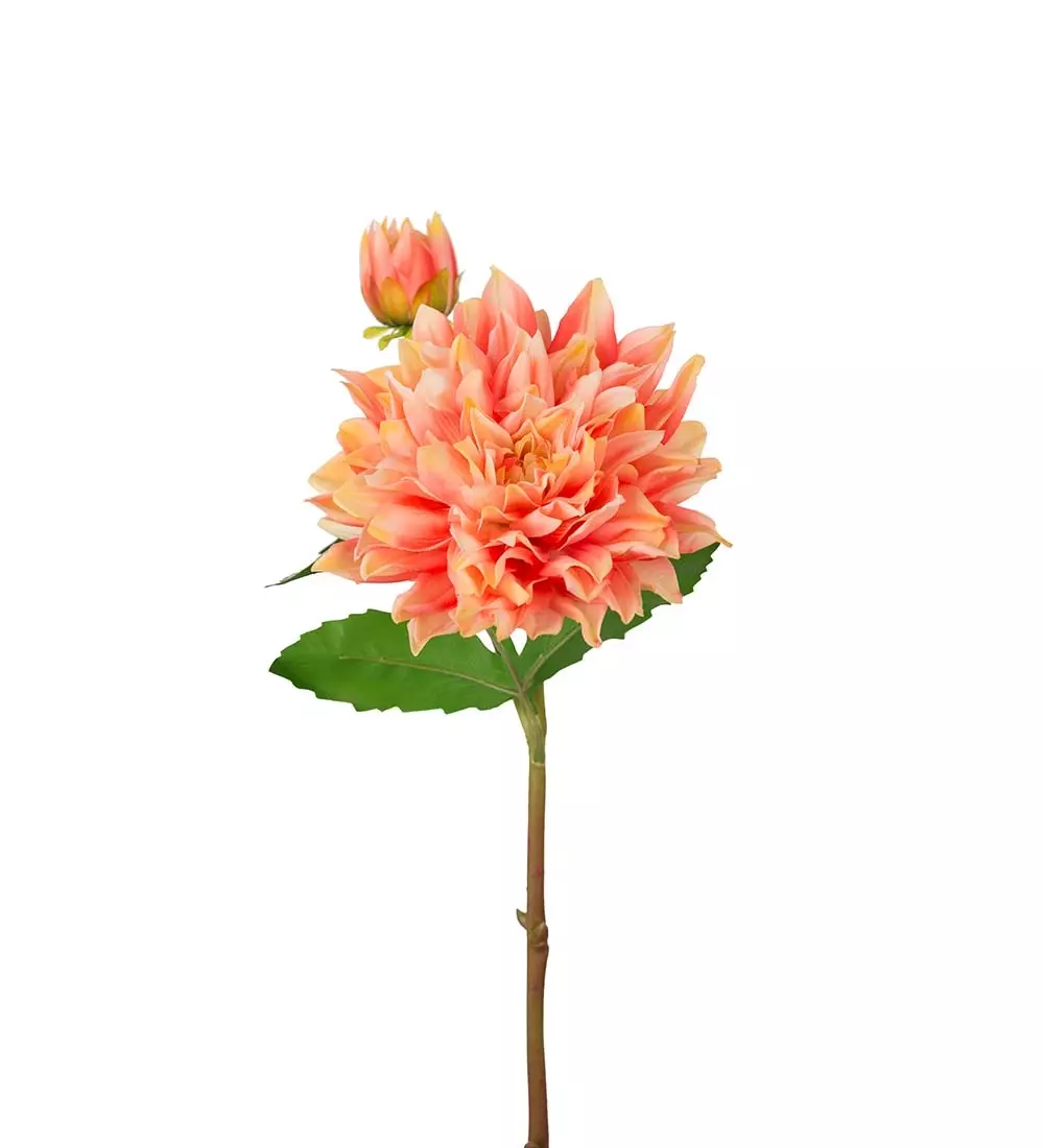 Dahlia H70, 7330026171068, 3374-31, Interiør, Blomster og Planter, Mr Plant, Dahlia