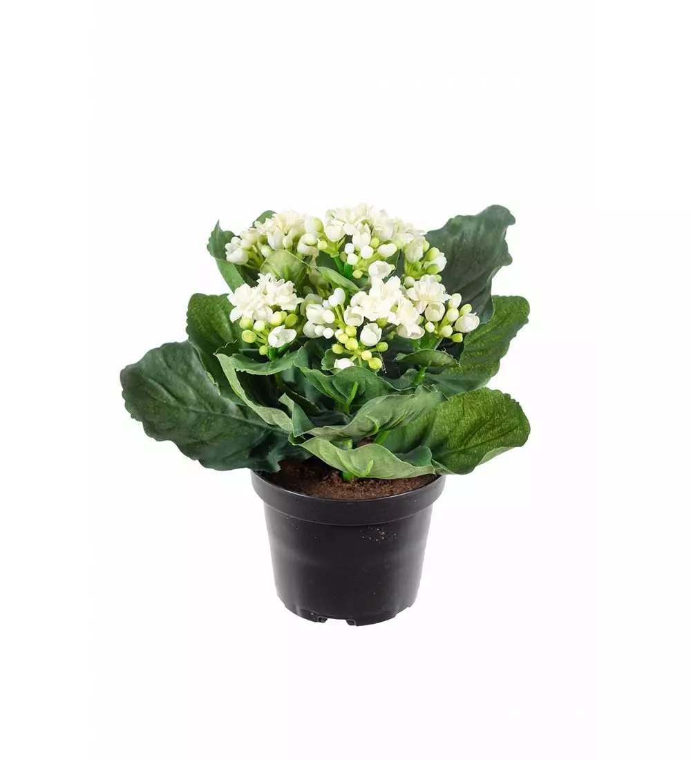 Ildtopp Hvit, 7330026115611, 3423-10-1, Interiør, Blomster og Planter, Mr Plant