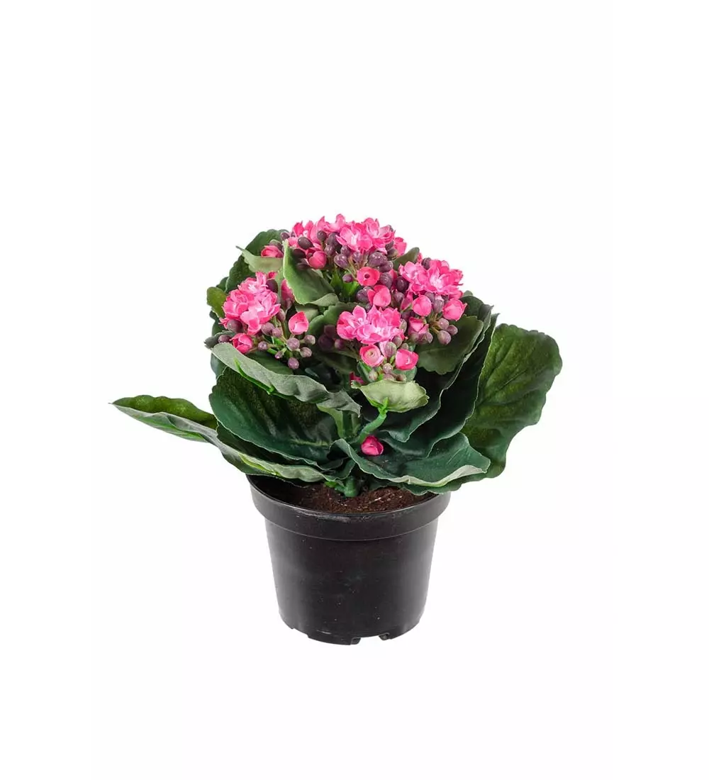 Ildtopp Rød, 7330026120394, 3423-22-1, Interiør, Blomster og Planter, Mr Plant