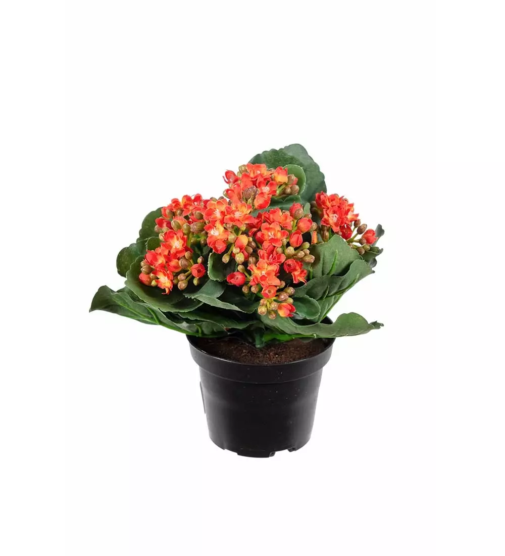 Ildtopp Orange, 7330026115420, 3423-35-1, Interiør, Blomster og Planter, Mr Plant