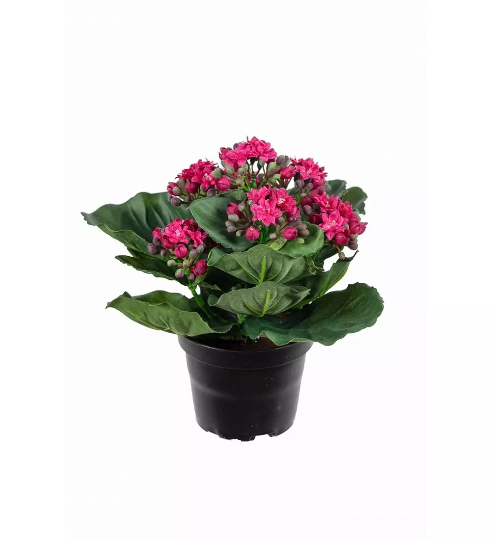 Kalanchoe Rosa H20