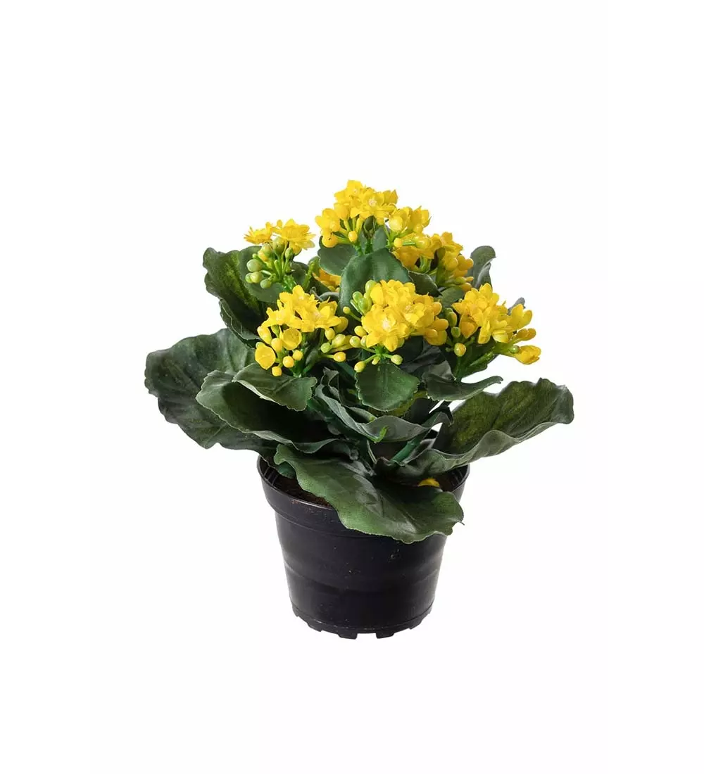 Kalanchoe Gul H20