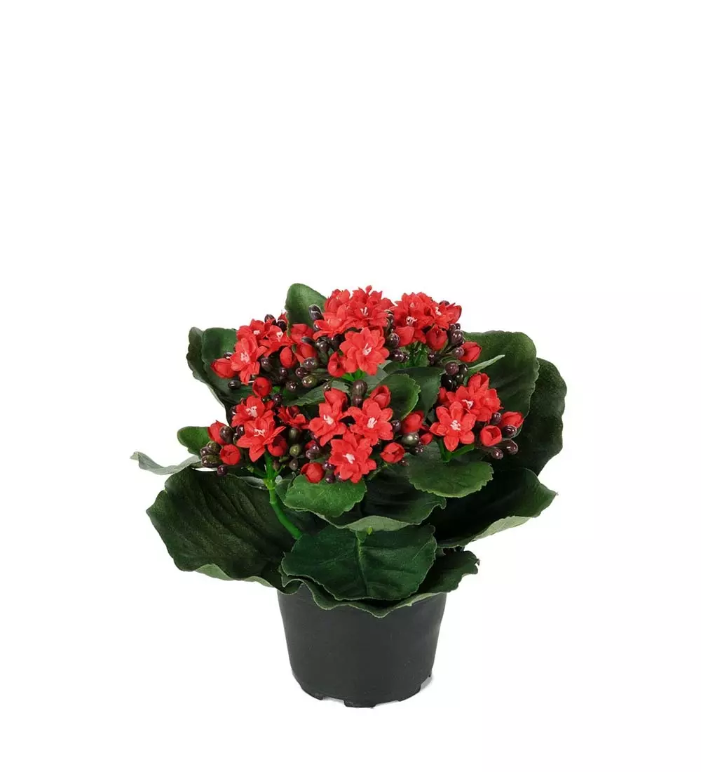 Kalanchoe Rød H20