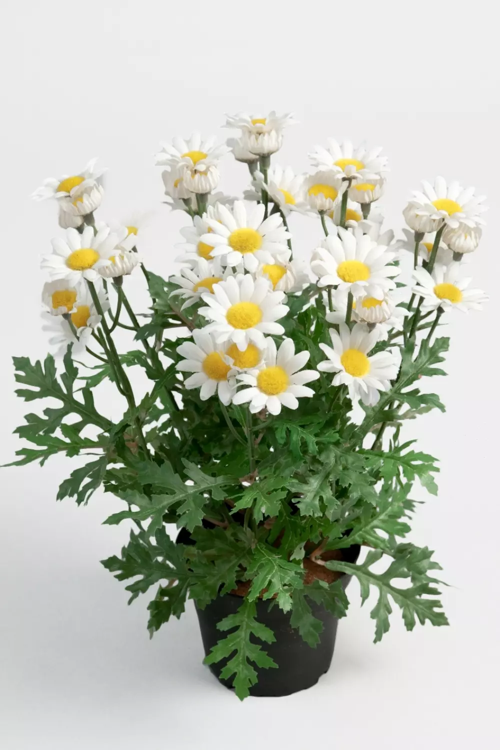 Margeritt H30cm, 7330026115352, 3425-10-1, Interiør, Blomster og Planter, Mr Plant