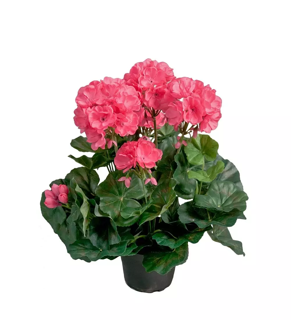 Pelargonia Rosa, 7330026115444, 3489-40-1, Interiør, Blomster og Planter, Mr Plant, Pelargon