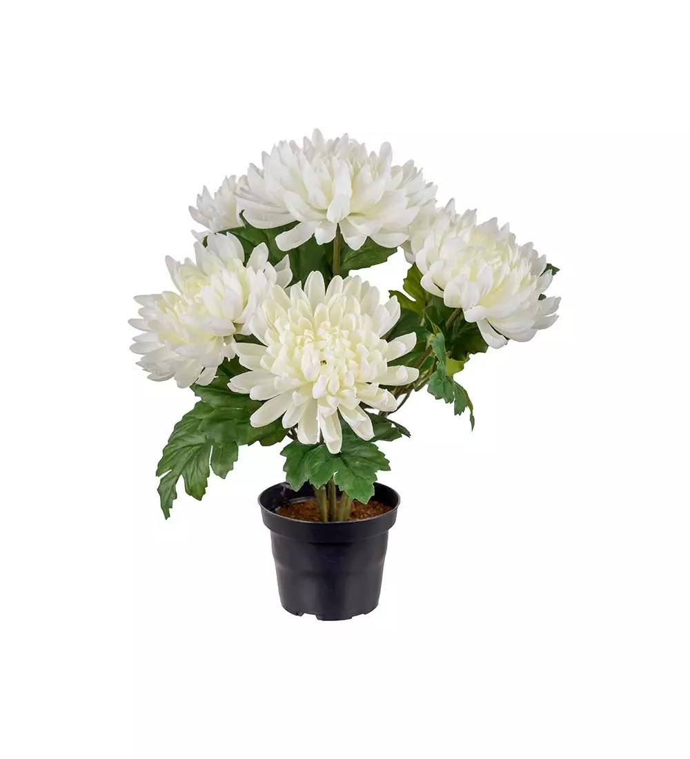 Chrysanthemum I Potte Hvit, 7330026172126, 3508-10-1, Interiør, Blomster og Planter, Mr Plant, Chrysanthemum