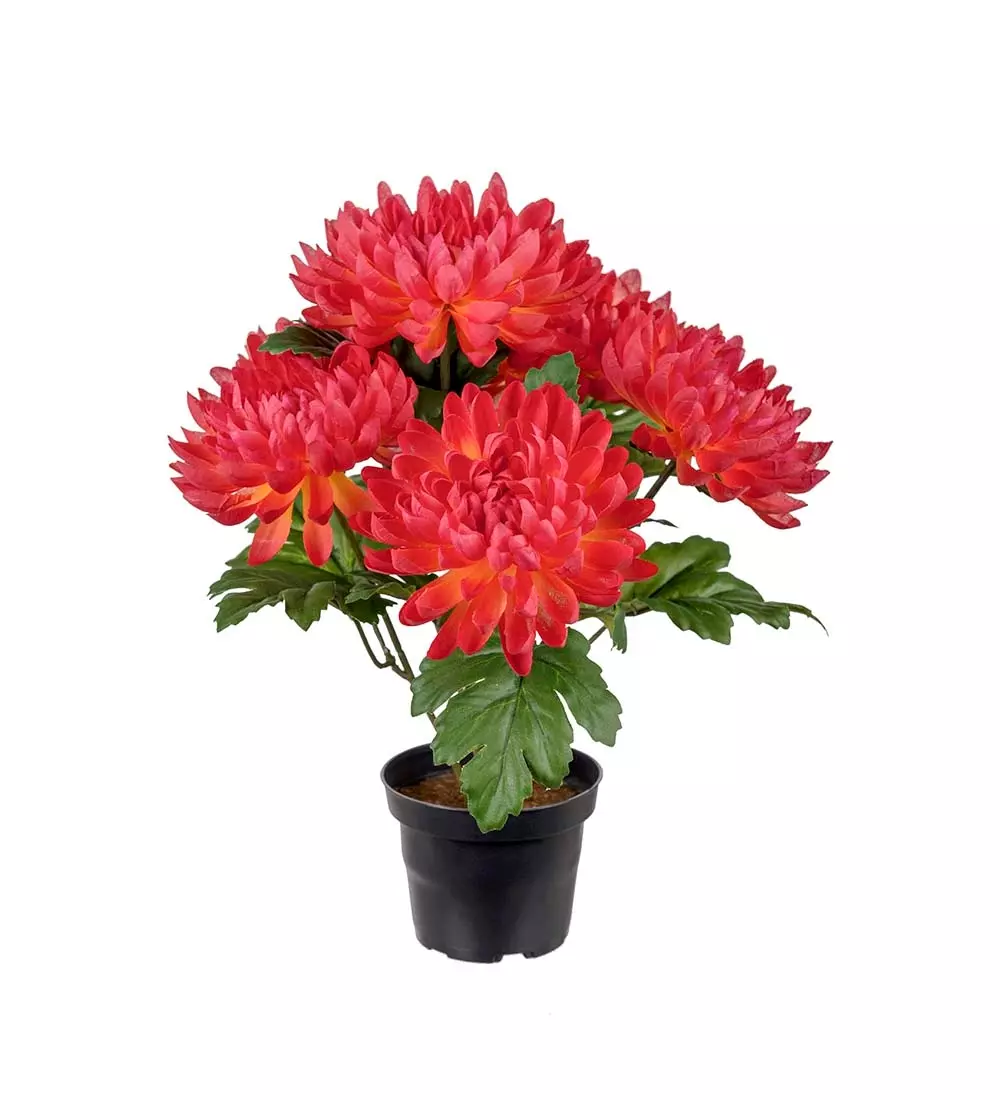 Chrysanthemum I Potte Flerfarget, 7330026172133, 3508-33-1, Interiør, Blomster og Planter, Mr Plant, Chrysanthemum