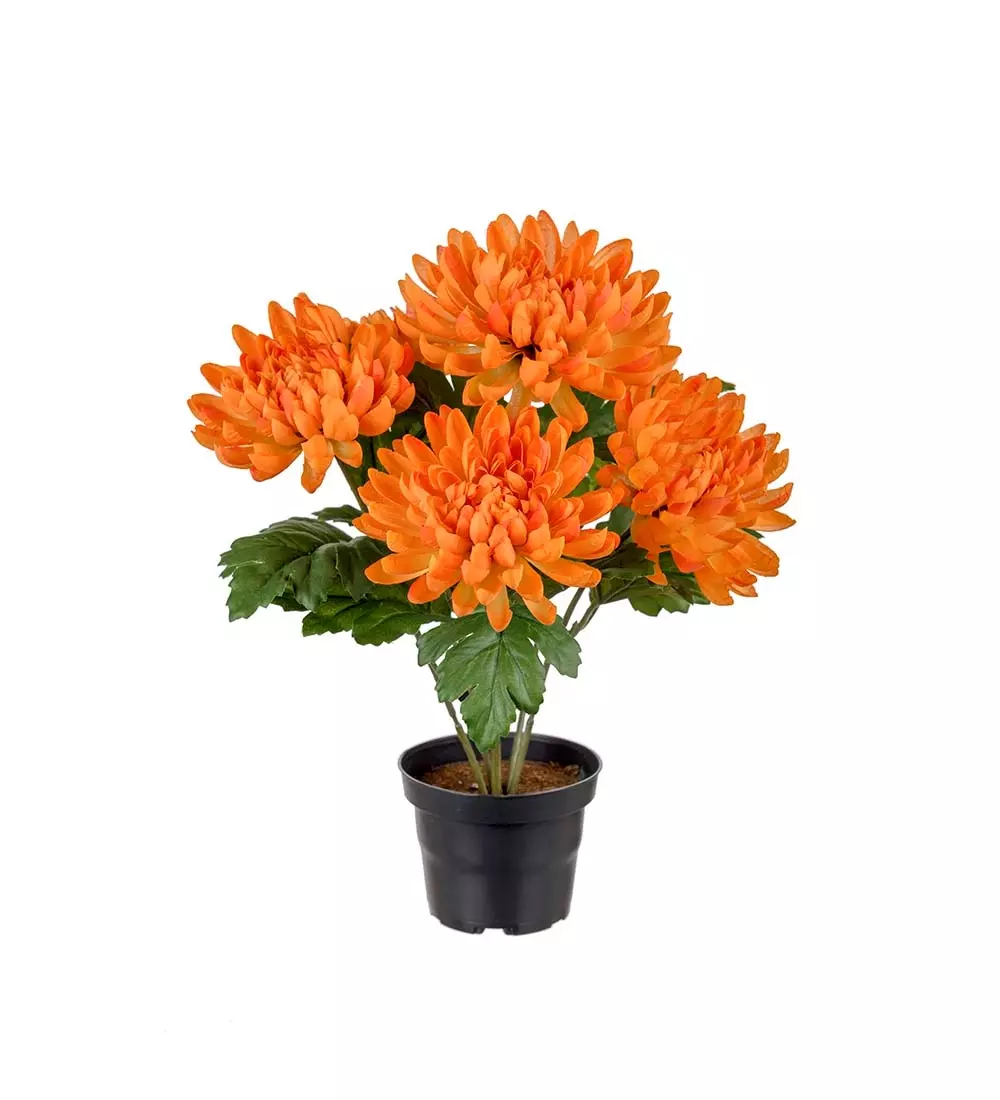 Chrysanthemum I Potte Orange, 7330026172157, 3508-35-1, Interiør, Blomster og Planter, Mr Plant, Chrysanthemum