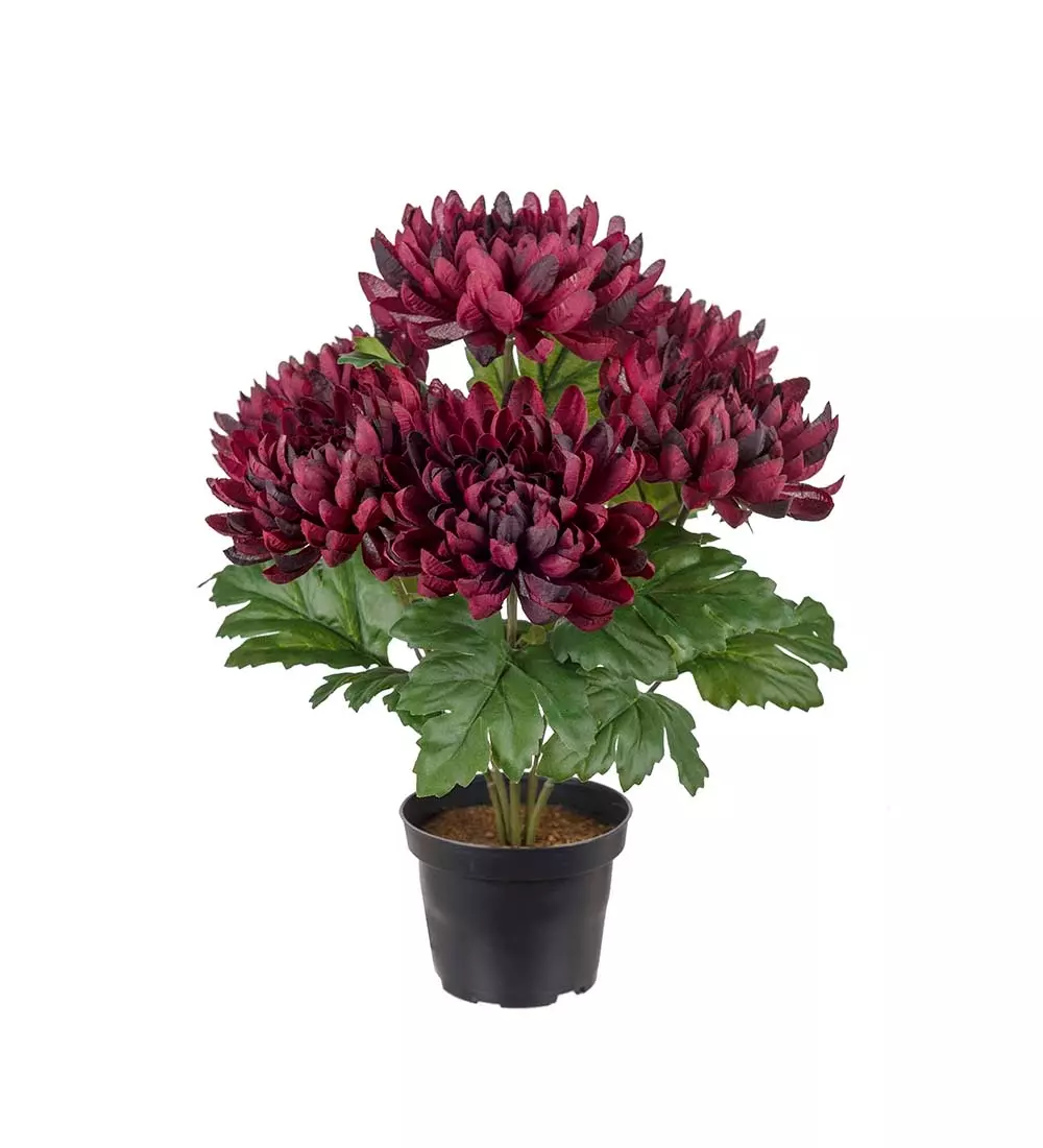 Chrysanthemum I Potte Burgunder, 7330026172164, 3508-85-1, Interiør, Blomster og Planter, Mr Plant, Chrysanthemum