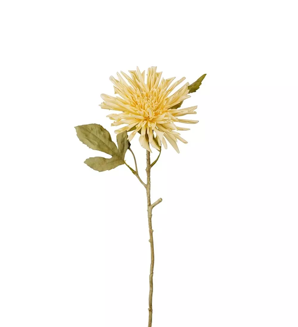 Krysanthemum Hvit H60, 7330026174984, 3618-11, Interiør, Blomster og Planter, Mr Plant, Chrysanthemum