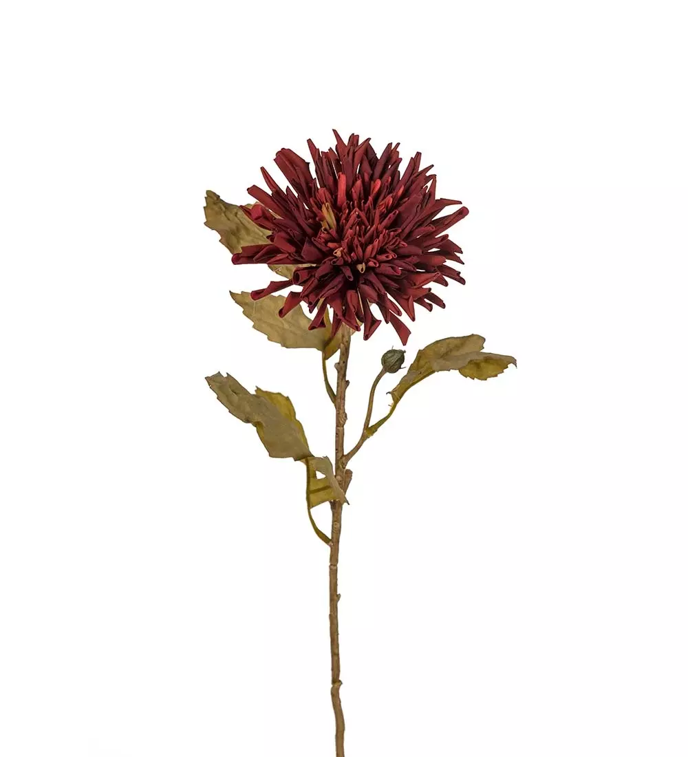 Chryssanthemum Burgunder H60, 7330026172935, 3618-85, Interiør, Blomster og Planter, Mr Plant, Chrysanthemum