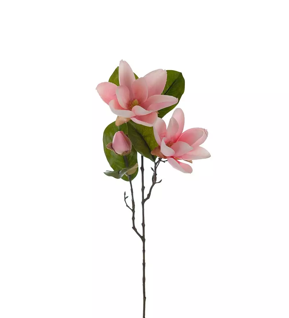 Magnolia Dus Rosa H70, 7330026173758, 3668-20, Interiør, Blomster og Planter, Mr Plant, Magnolia