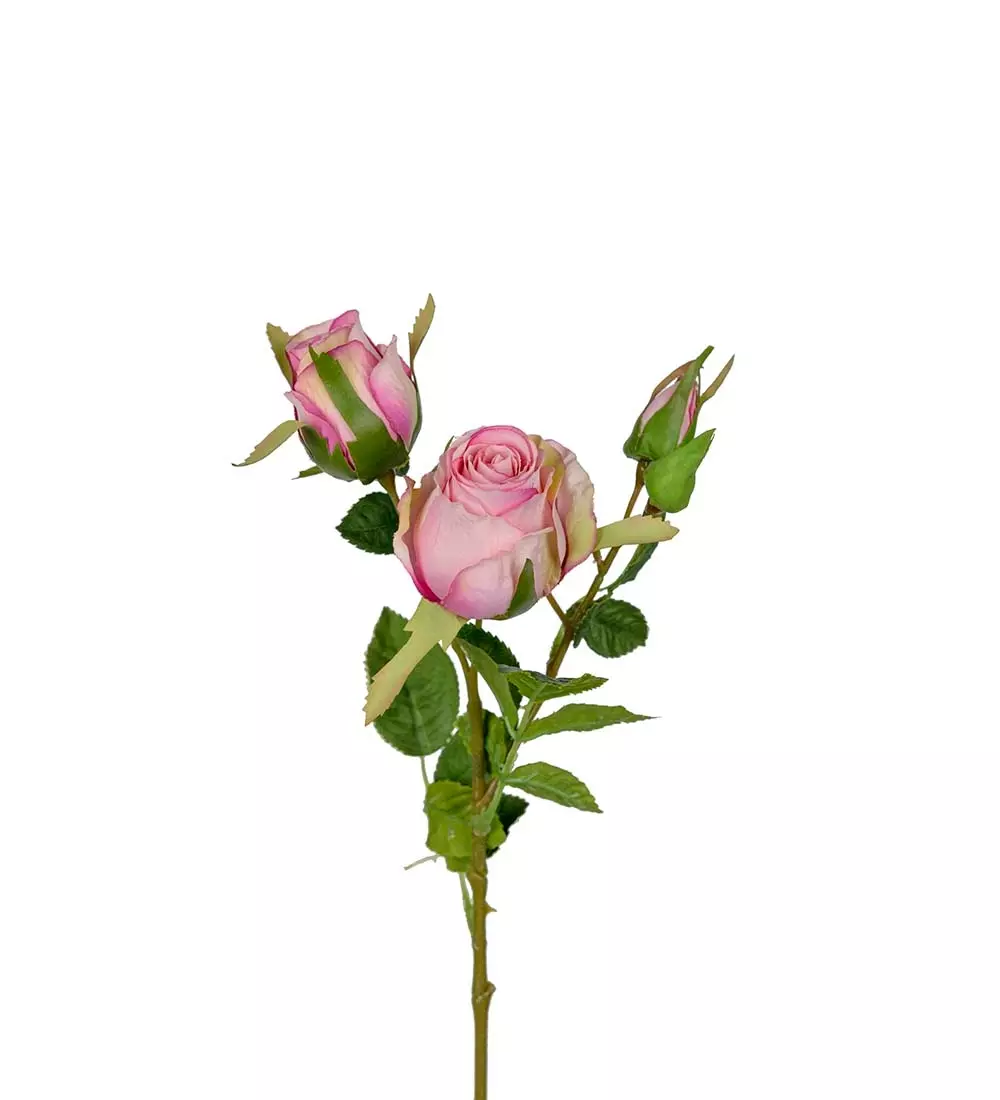 Rose Rosa H40, 7330026174144, 3679-41, Interiør, Blomster og Planter, Mr Plant, Ros