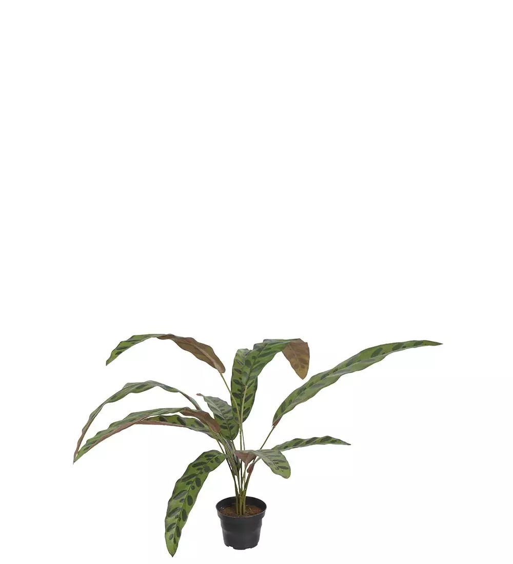 Calathea H45, 7330026174687, 3684-95-1, Interiør, Blomster og Planter, Mr Plant, Calathea