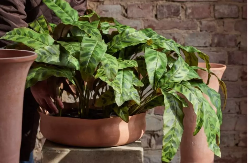 Calathea H45, 7330026174687, 3684-95-1, Interiør, Blomster og Planter, Mr Plant, Calathea