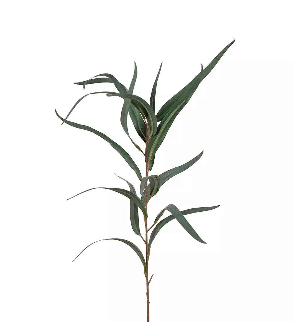 Eucalyptus Globulus, 7330026176919, 3924-95, Interiør, Blomster og Planter, Mr Plant, Eucalyptus