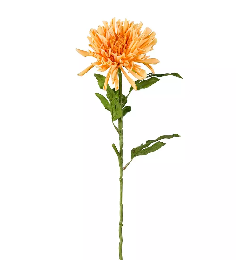 Chrysanthemum Orange H60, 7330026176957, 3927-35, Interiør, Blomster og Planter, Mr Plant, Chrysanthemum