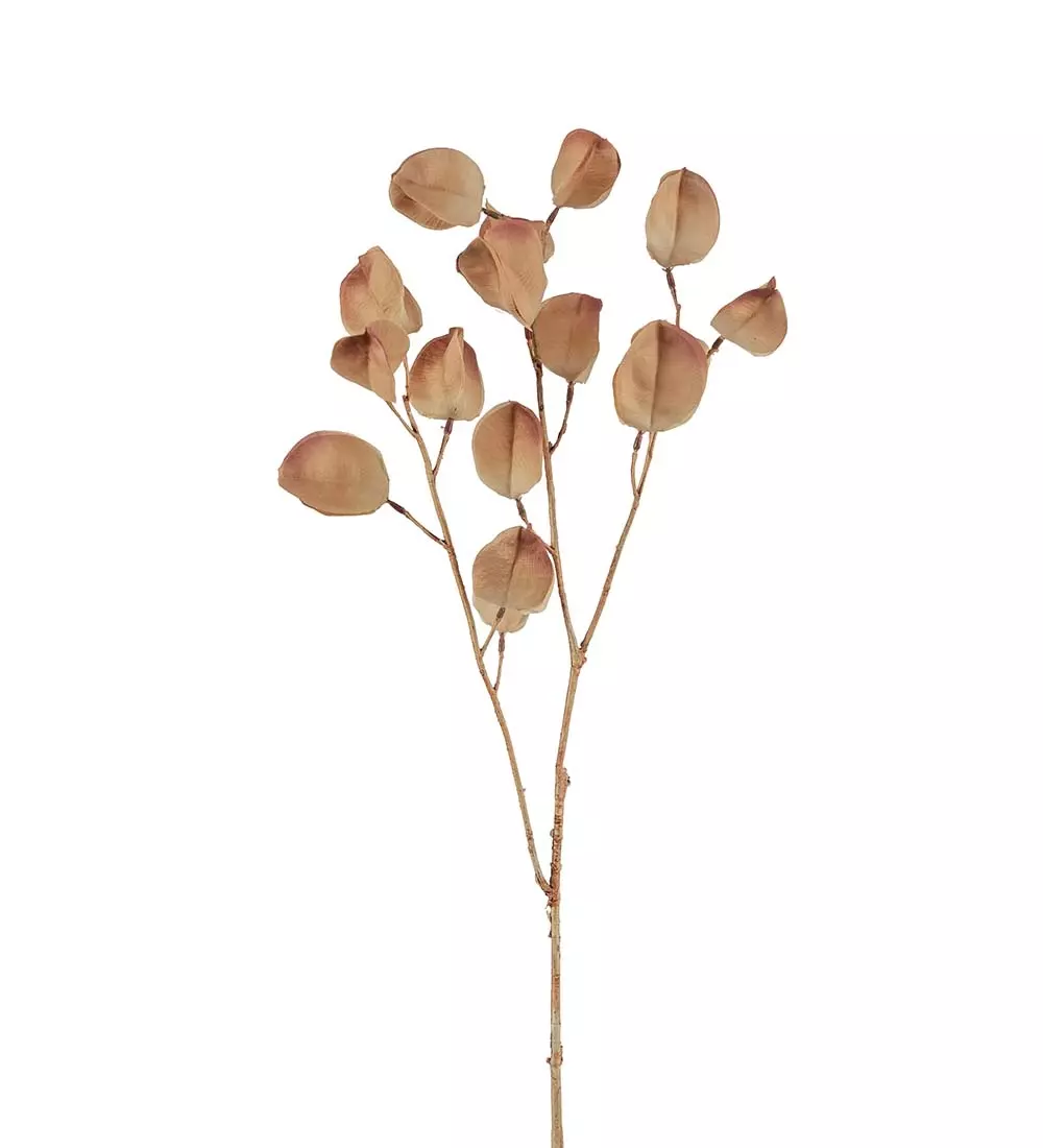 Physalis H60 Brun, 7330026177169, 3955-70, Interiør, Blomster og Planter, Mr Plant, Physalis