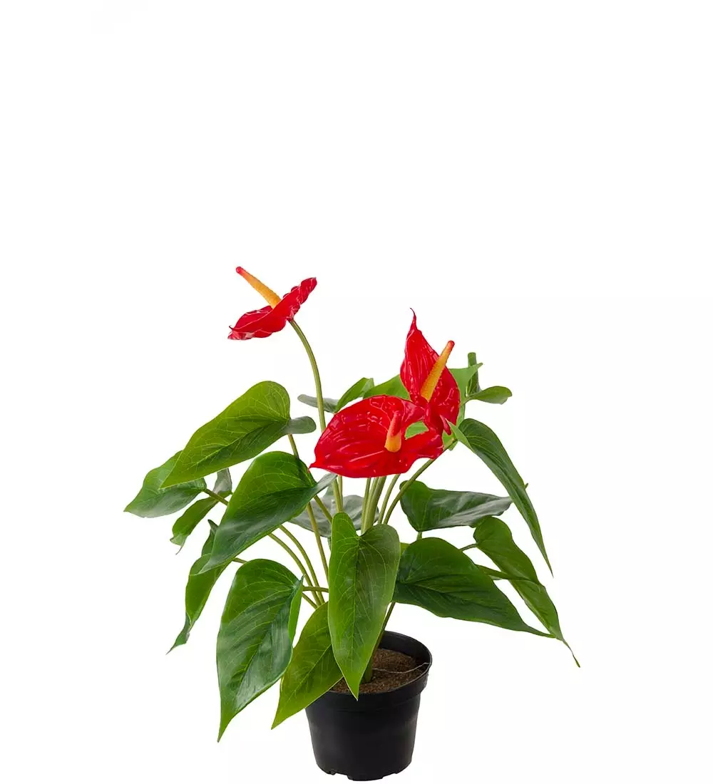 Anthurium Rød, 7330026178821, 4036-80-1, Interiør, Blomster og Planter, Mr Plant, Anthurium