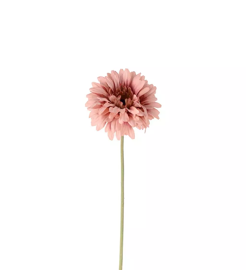 Gerbera Rosa H55