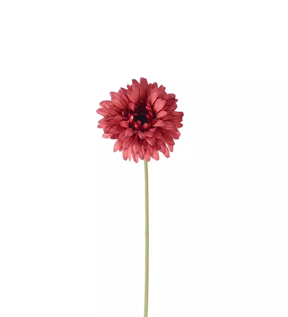 Gerbera Rød H55