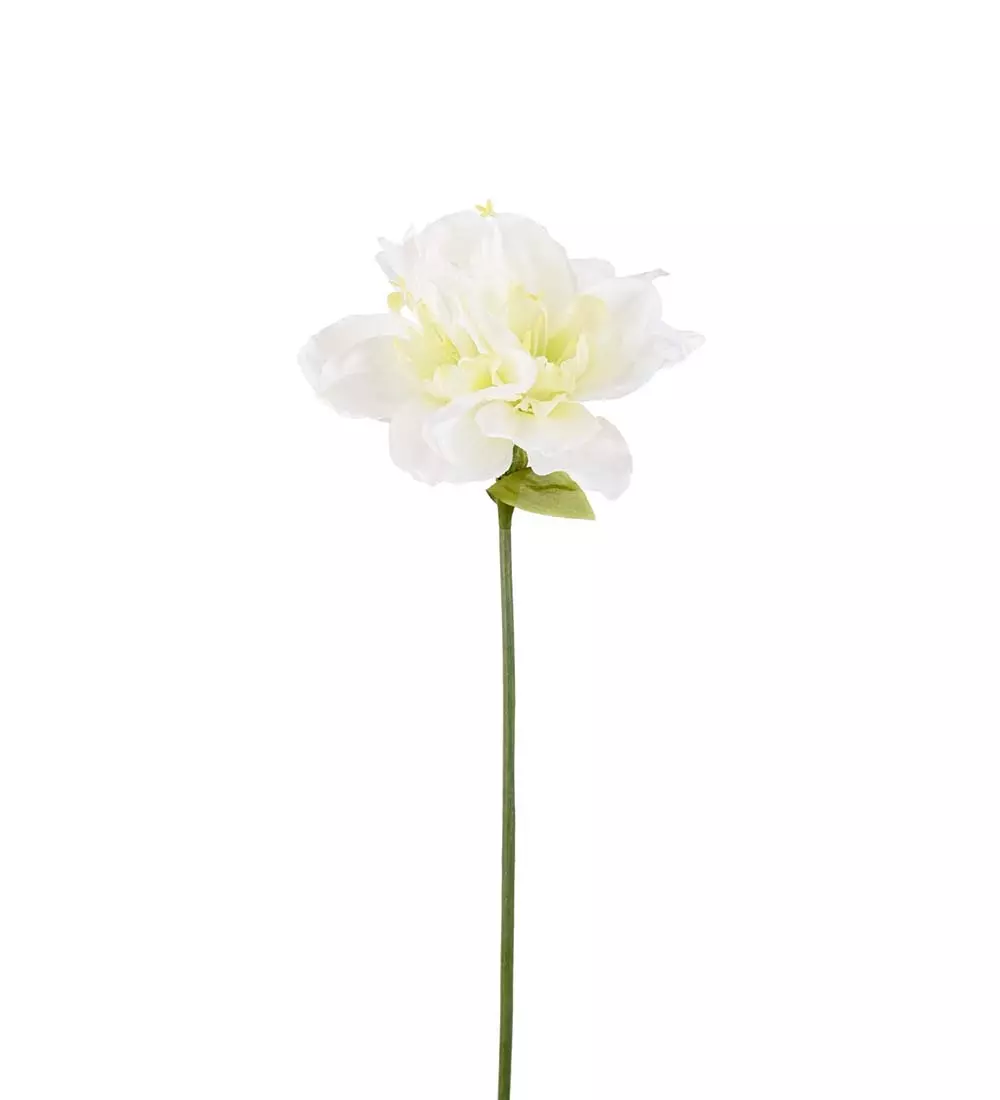 Amaryllis Hvit H63