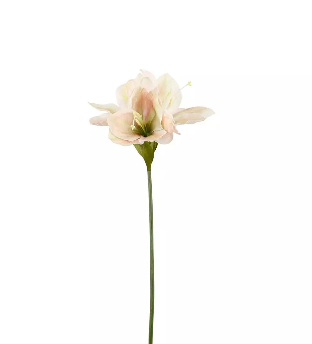 Amaryllis Krem H63