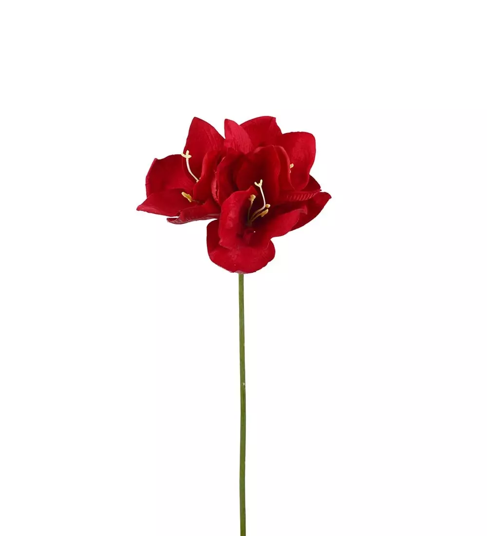 Amaryllis Rød H63