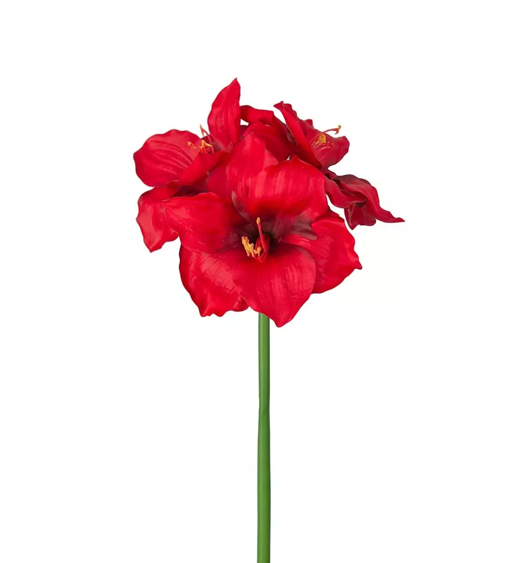 Amaryllis