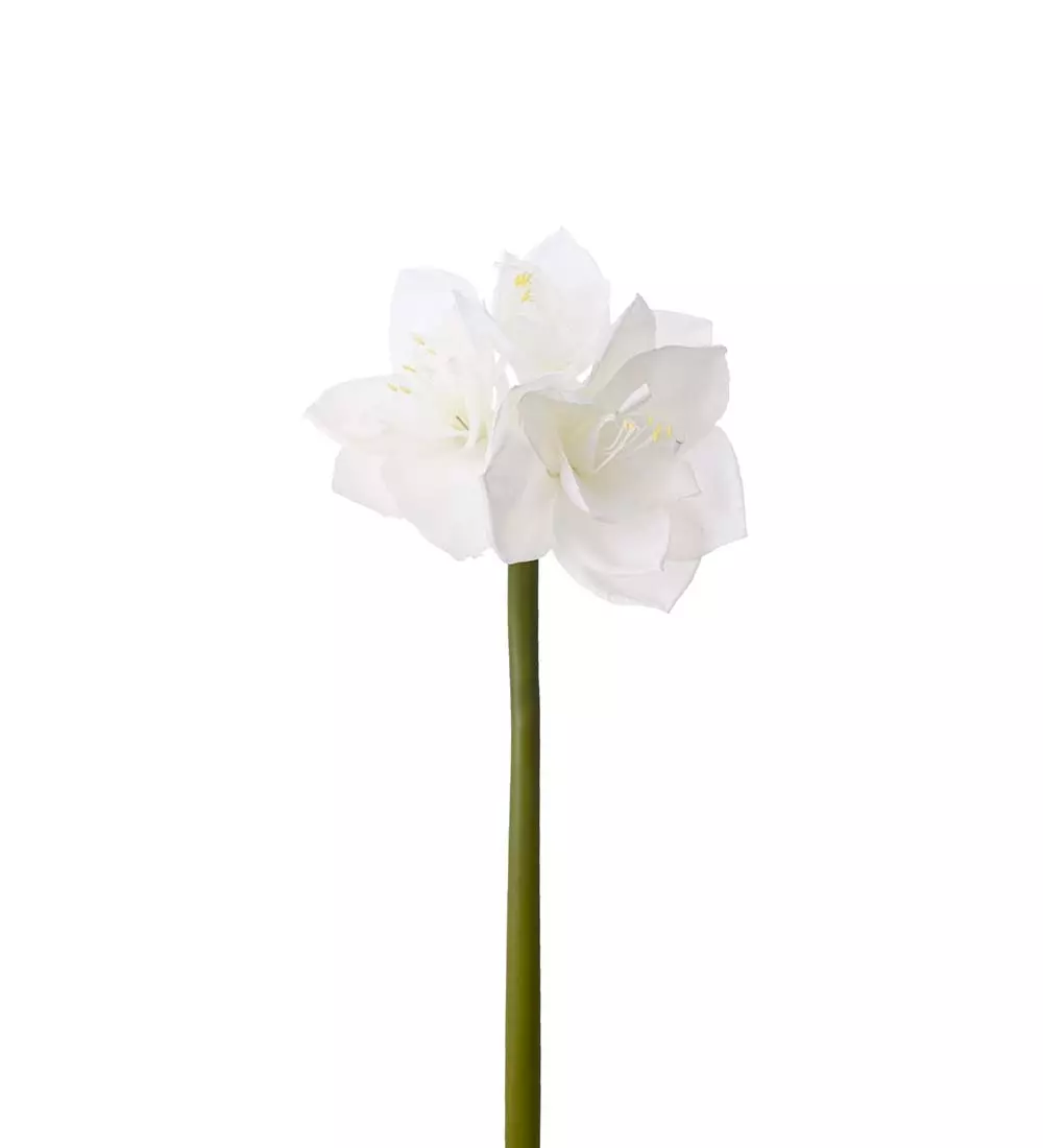 Amaryllis Hvit H60