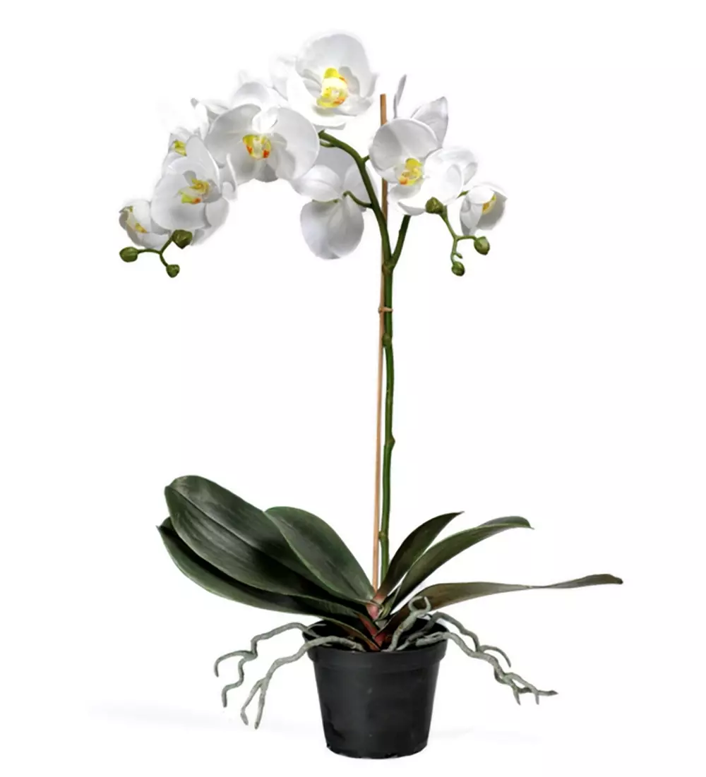 Orkidé Phalaenopsis H60, 7330026120325, 5754-10-1, Interiør, Blomster og Planter, Mr Plant, Phalaenopsis, 01.10.5754
