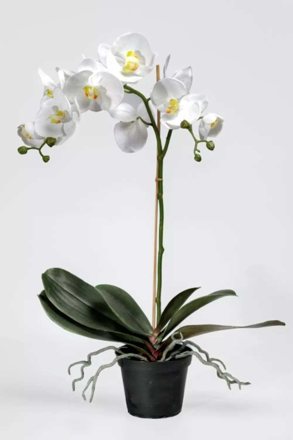 Orkidé Phalaenopsis H60, 7330026120325, 5754-10-1, Interiør, Blomster og Planter, Mr Plant, Phalaenopsis, 01.10.5754