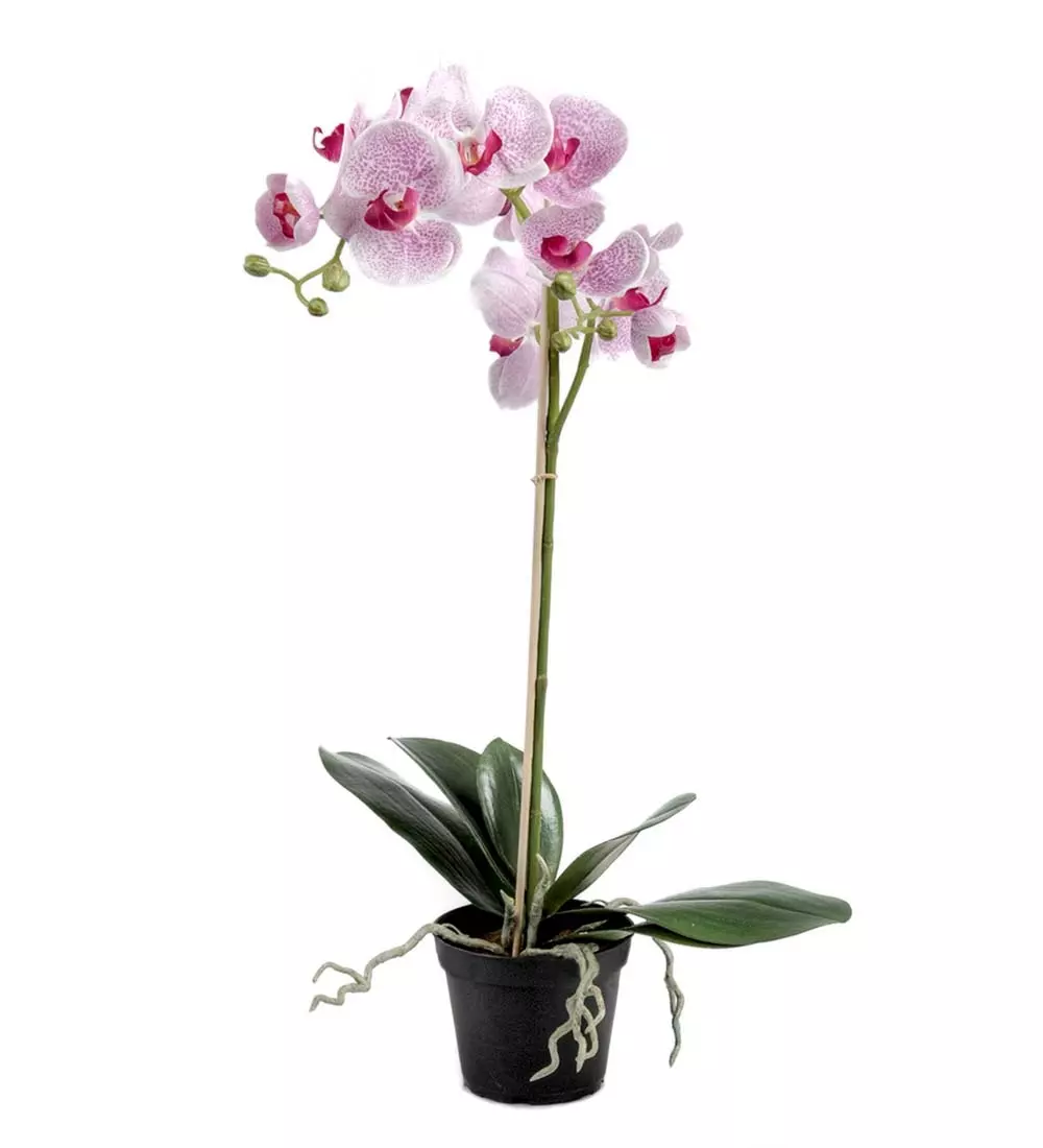 Orkide Hvit/Cerise H60CM, 7330026120332, 5754-41-1, Interiør, Blomster og Planter, Mr Plant