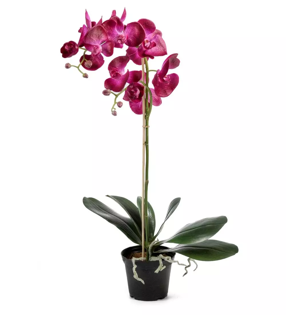 Orkide I Potte H60 Lilla, 7330026120349, 5754-42-1, Interiør, Blomster og Planter, Mr Plant