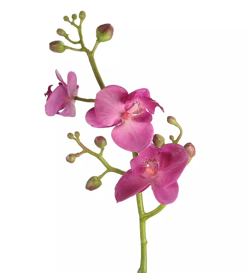 Orkidekvist Lilla H50, 7330026120493, 5906-40, Interiør, Blomster og Planter, Mr Plant, Phalaenopsis