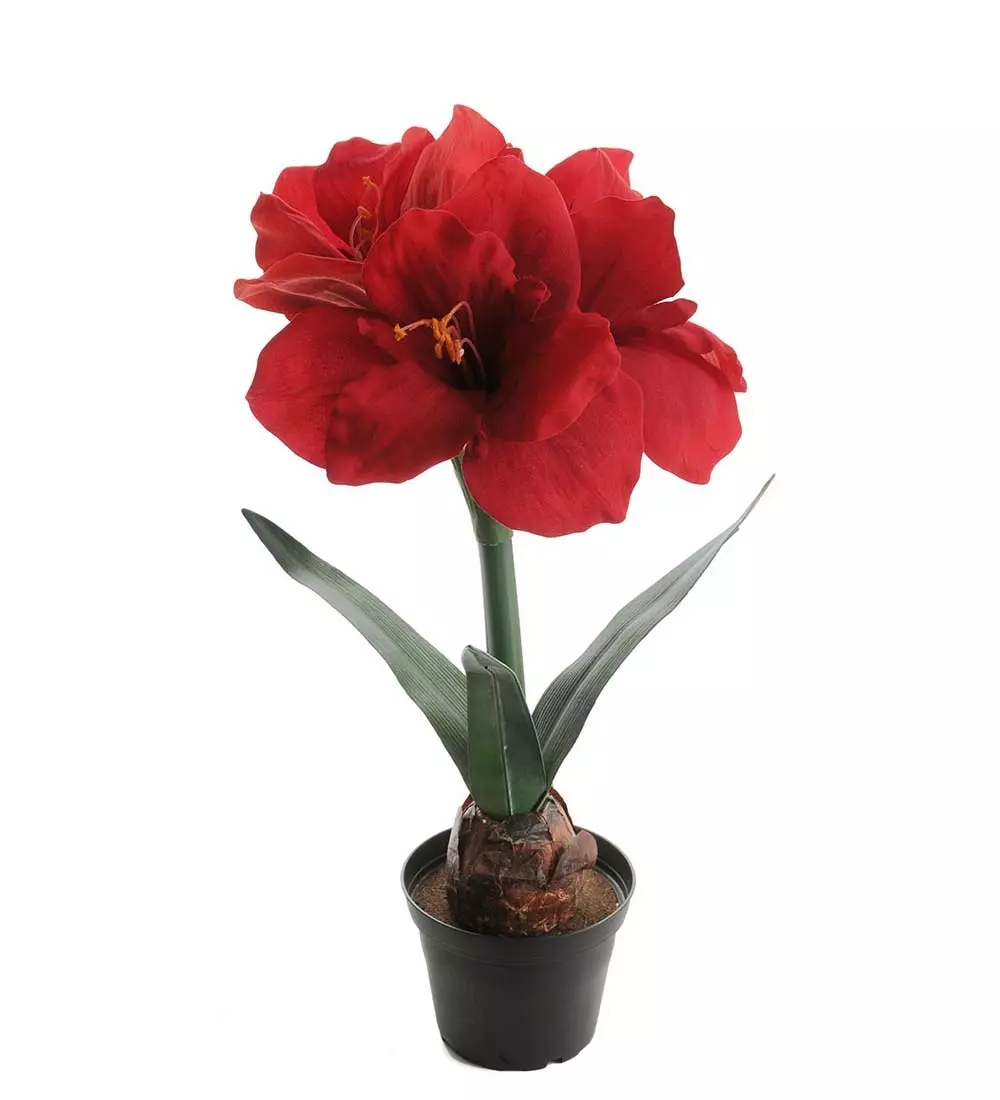 Amaryllis I Potte Rød H45