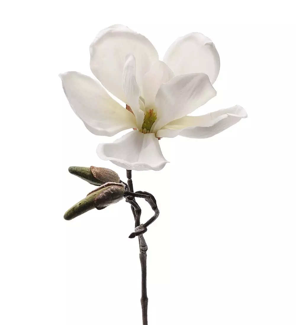 Magnolia 30 CM Hvit, 7330026126273, 6172-10, Interiør, Blomster og Planter, Mr Plant