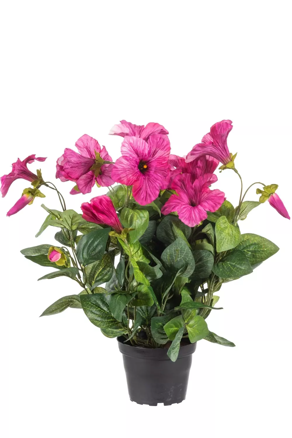 Petunia Rosa H30, 7330026026801, 6382-22-1, Interiør, Blomster og Planter, Mr Plant