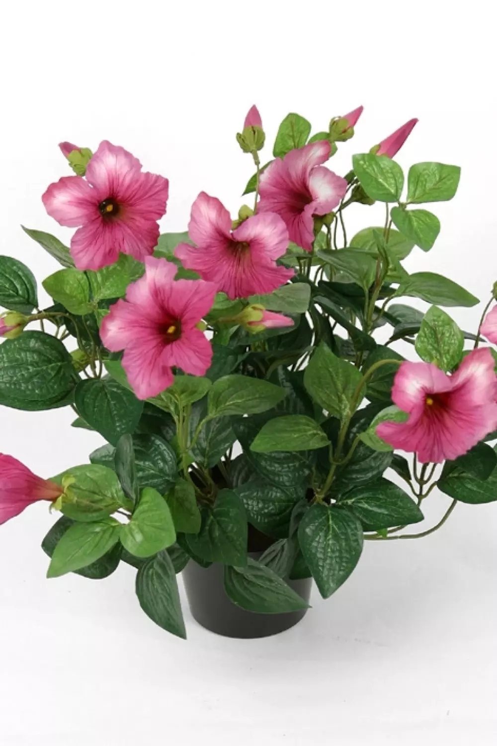 Petunia Rosa H30, 7330026026801, 6382-22-1, Interiør, Blomster og Planter, Mr Plant